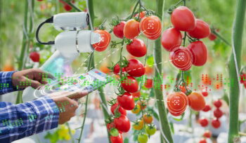 Attività Agricole Connesse: Regime Iva Ordinario O Speciale?